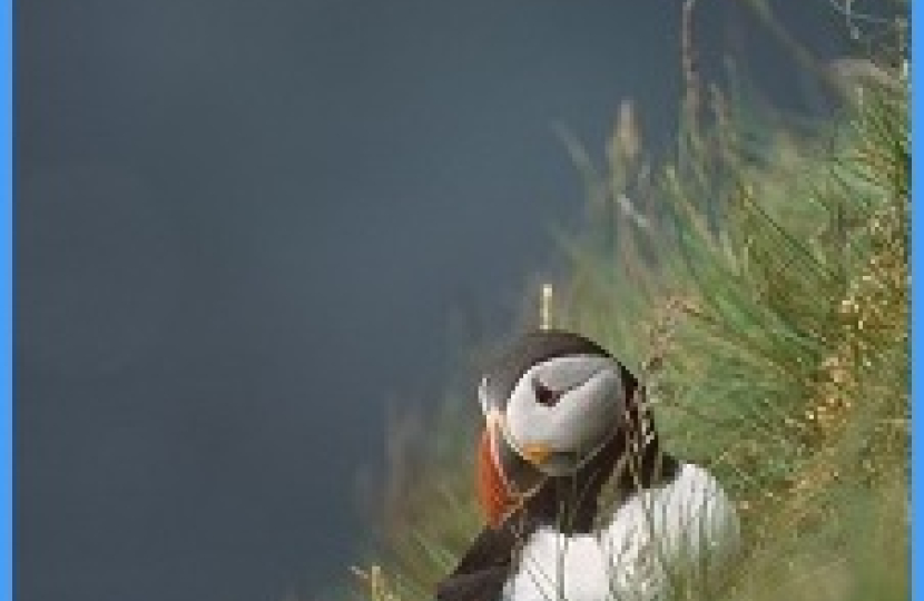 puffin