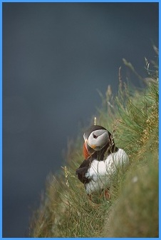 puffin