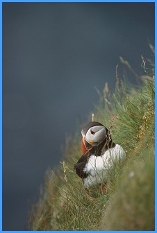 puffin