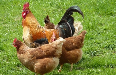 Chicken